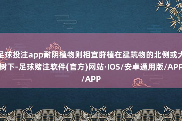 足球投注app耐阴植物则相宜莳植在建筑物的北侧或大树下-足球赌注软件(官方)网站·IOS/安卓通用版/APP